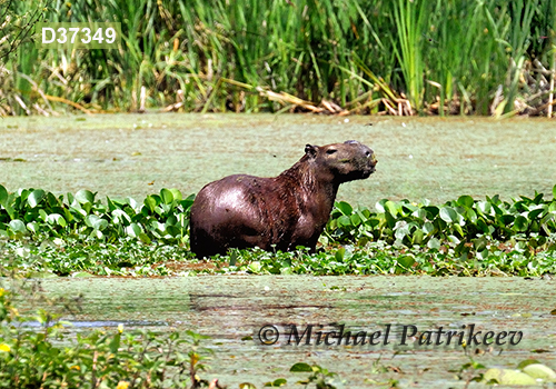 Capybara (Hydrochoerus hydrochaeris)
